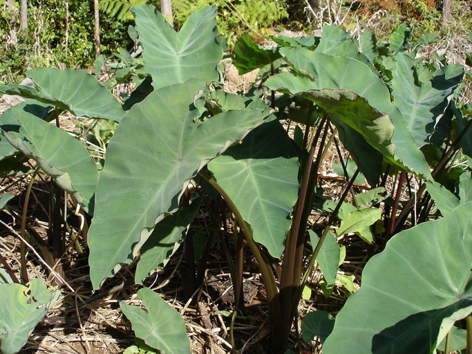 The root is the part of the plant that is edible, and it can be cooked in a variety of ways. The plant has large, heart-shaped leaves and a starchy, potato-like root. Elephant ears are a type of taro that is grown in tropical climates and is popular in Asian cuisine.