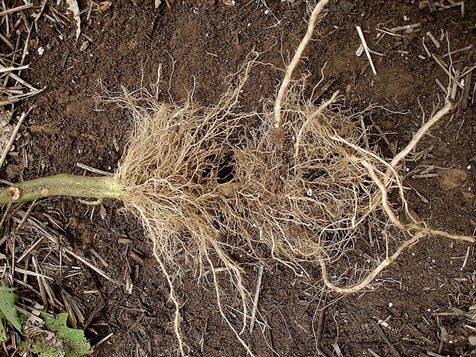 The root system is the most important part of the plant, and if it is not healthy, the plant will not be able to survive.
