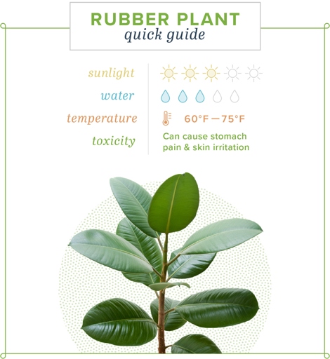 The Rubber Plant is a tropical plant that prefers warm temperatures.