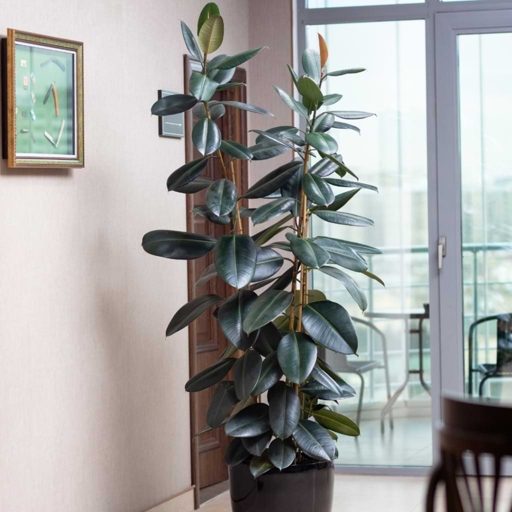 The rubber plant is a tropical tree that can grow up to 50 feet tall.