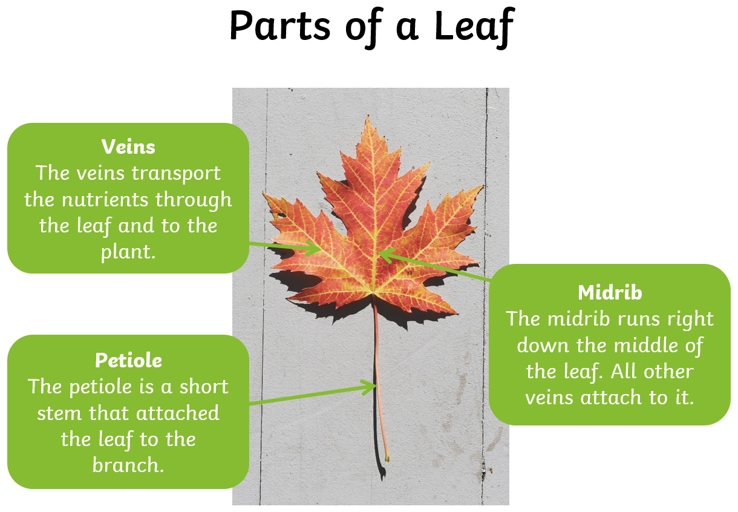 The shape of a leaf can be an important factor in identifying a plant.