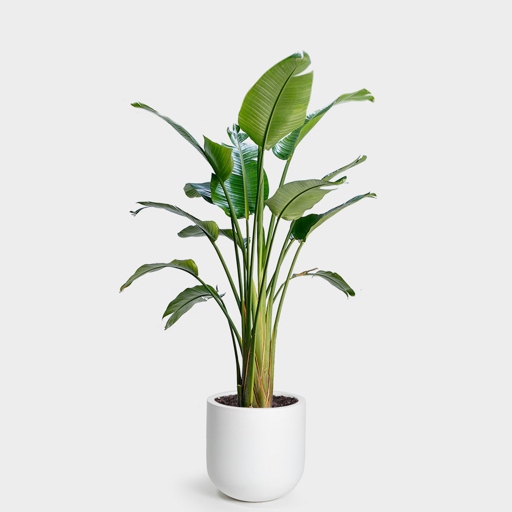 The size of the pot you choose for your Strelitzia Nicolai is important for the health of your plant.