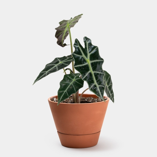 The size of your pot can affect the health of your Alocasia plant.