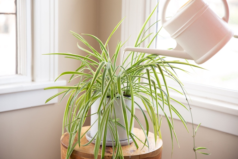 The size of your pot can affect your spider plant in a number of ways.