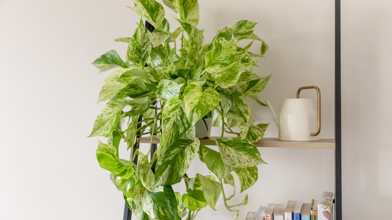 The Snow Queen Pothos is a beautiful and easy-to-care-for houseplant that thrives in a wide range of conditions.