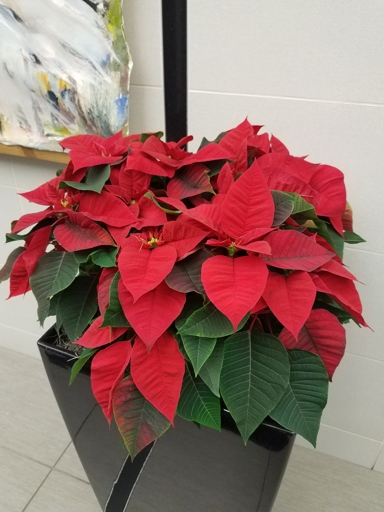 The soil of a poinsettia plant takes weeks to dry out, so be sure to not overwater it.