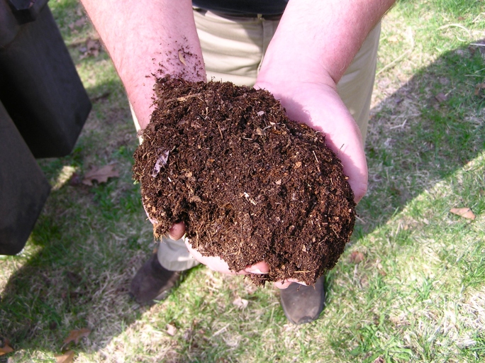 The soil should be moist but well-drained, and rich in organic matter.