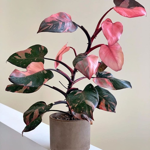 The soil you use for your Pink Princess Philodendron should be well-draining, but also hold moisture well.