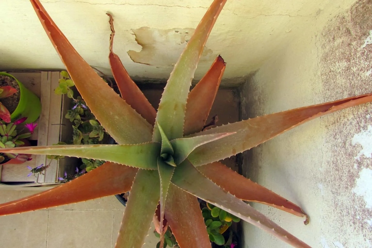 The soil's water holding capacity is an important factor to consider when watering your aloe vera plant.