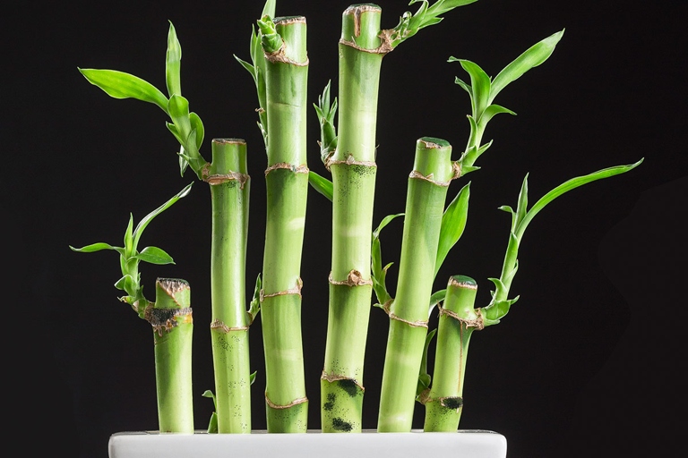 The solution for black lucky bamboo roots is to change the water more frequently.