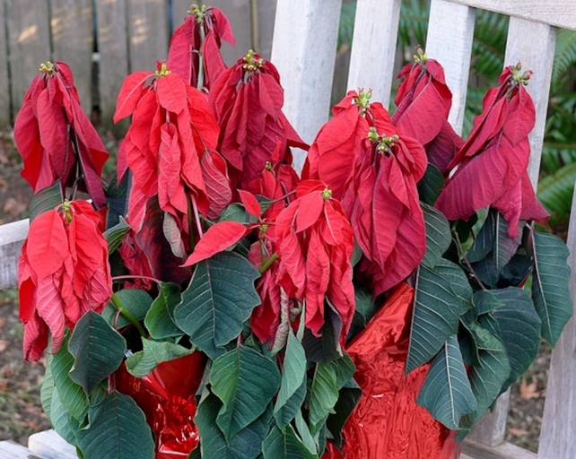 The solution to a drooping poinsettia is to water it thoroughly and then allow the soil to dry out completely before watering again.