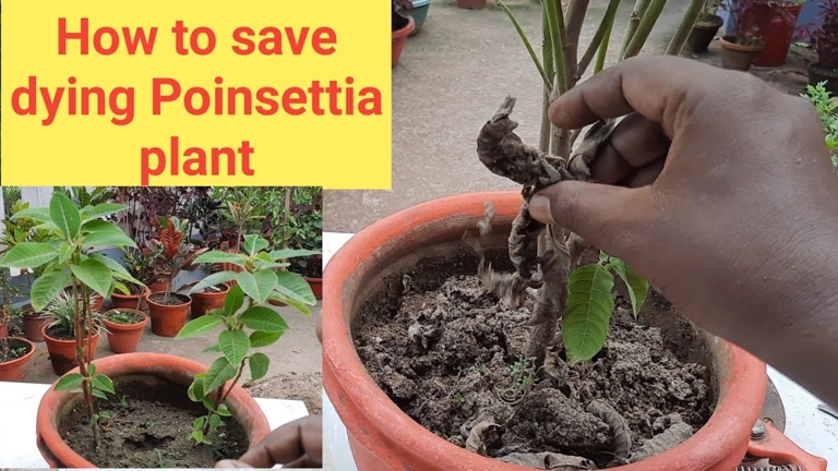 The solution to a dying poinsettia is to provide the plant with the proper care it needs.