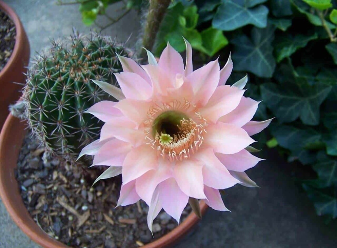 The solution to a pink cactus is to determine the cause and then take the appropriate action.