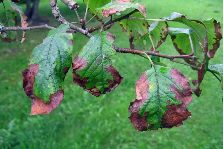 The solution to apple tree leaves turning red is to provide the tree with the necessary nutrients.