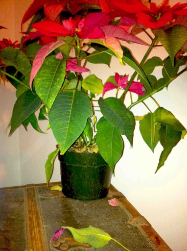 The solution to black leaves on a poinsettia is to remove the affected leaves and to improve the plant's drainage.