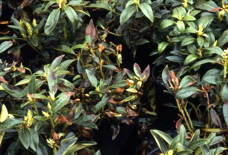 The solution to black leaves on rhododendron is to identify the cause and then take the appropriate action.
