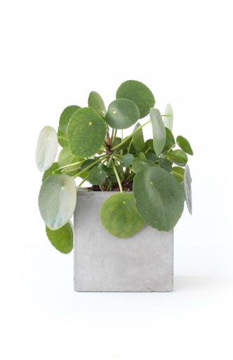The solution to black spots on Pilea leaves is to remove the affected leaves and to increase the amount of humidity around the plant.