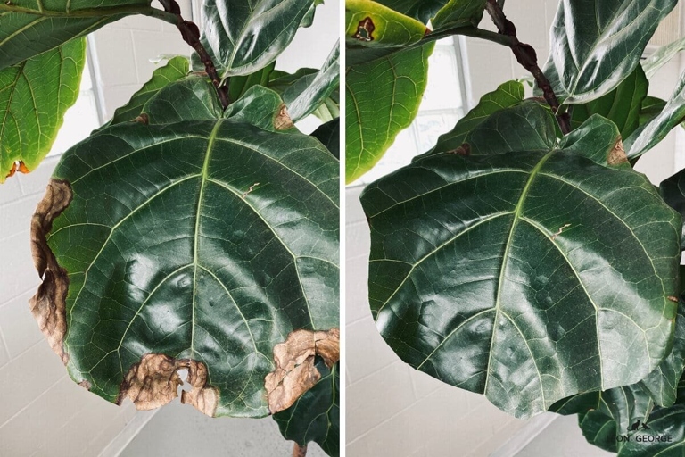 The solution to brown leaf tips on a fiddle leaf fig is to trim the affected leaves and to improve the plant's environment.