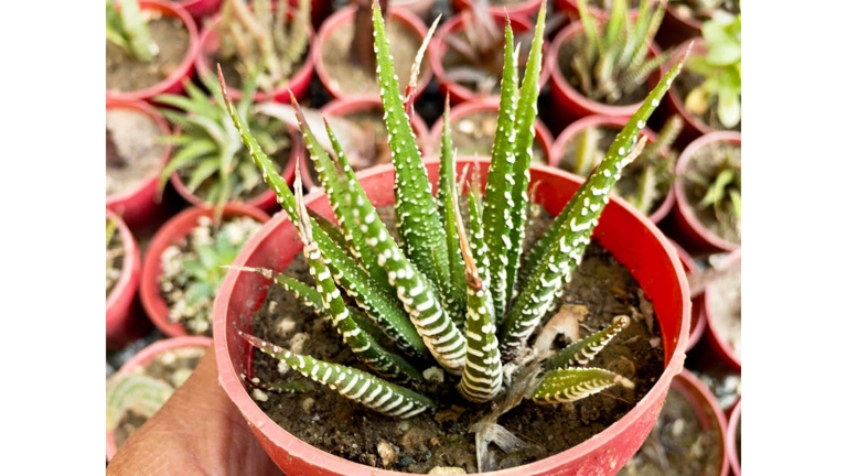 The solution to browning Haworthia is to increase the frequency of watering and to apply a balanced fertilizer.