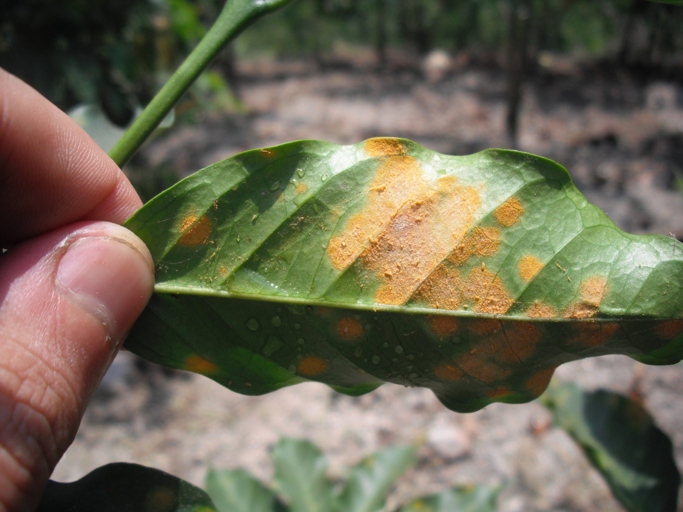 The solution to coffee plants dropping leaves is to address the underlying causes, which include pests, diseases, nutrient deficiencies, and environmental stressors.
