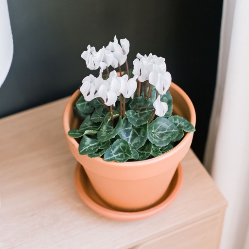The solution to cyclamen leaves curling is to provide the plant with the correct amount of water, light, and temperature.