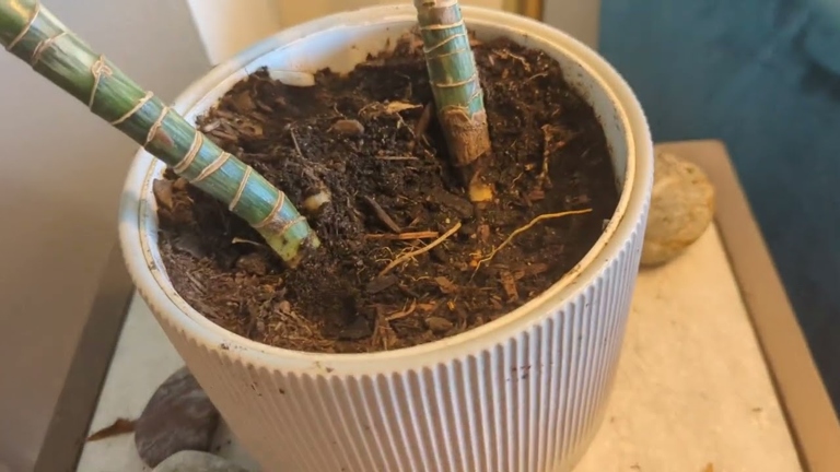 The solution to Dracaena root rot is to remove the affected roots and replant the plant in fresh, well-draining soil.