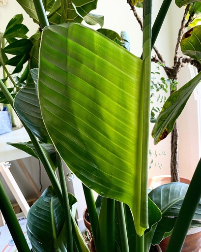 The solution to getting a bird of paradise leaf to open is to cut an X-shaped slit in the bottom of the leaf.