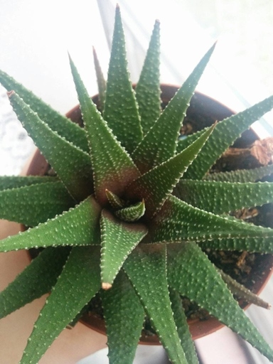 The solution to Haworthia turning brown is to provide the plant with more light.