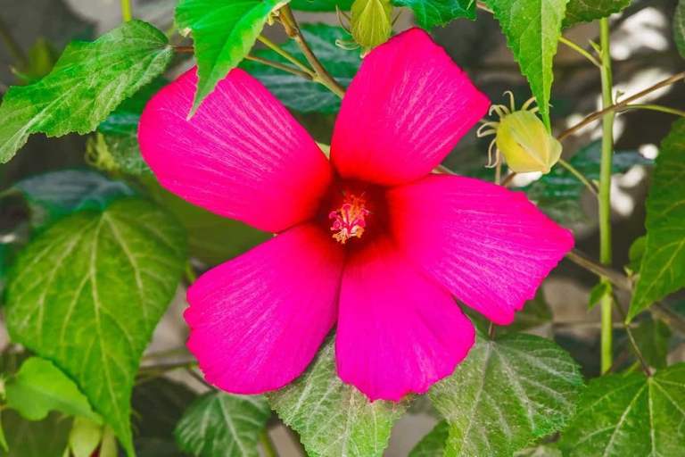 The solution to hibiscus leaves curling is to provide the plant with the proper amount of water, sunlight, and nutrients.
