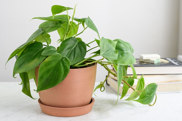 The solution to philodendron leaves turning black is to improve the drainage of the potting mix and to increase the humidity around the plant.