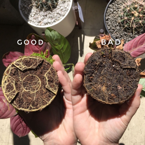 The solution to philodendron root rot is to remove the plant from the pot and soil, and then replant it in fresh potting mix.