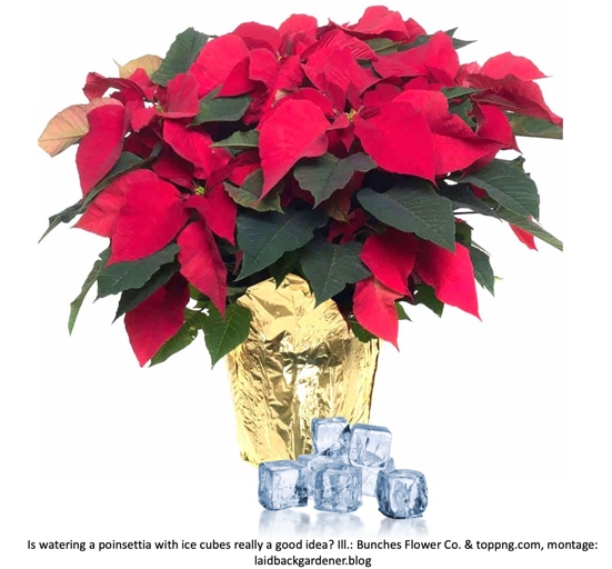 The solution to poinsettia wilting is simple: just give it some water.