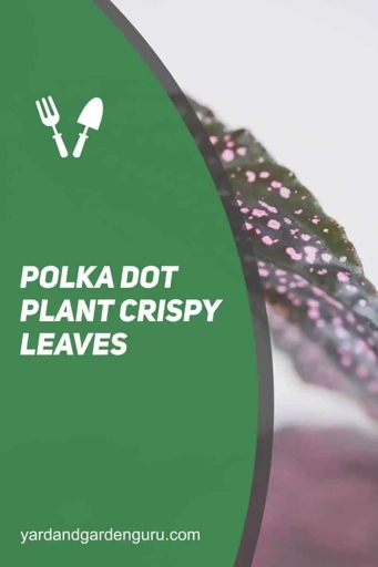 The solution to polka dot plant crispy leaves is to increase humidity.