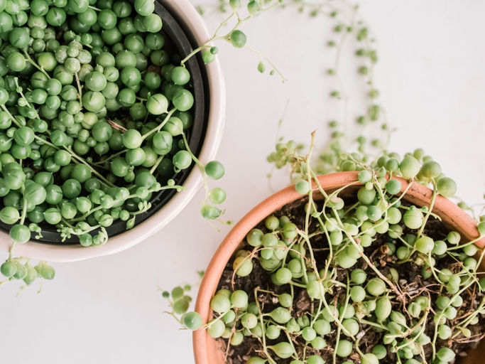 The solution to string of pearls turning purple is to change the water regularly, fertilize properly, and provide adequate light.