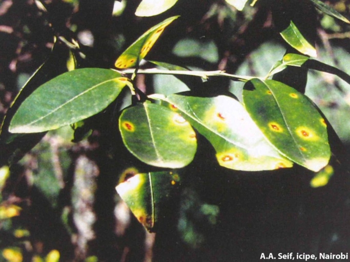 The solution to yellow spots on lemon tree leaves is to treat the tree with a fungicide.