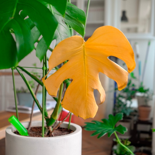 The solution to yellow spots on Monstera leaves is to remove the affected leaves and to improve the plant's growing conditions.
