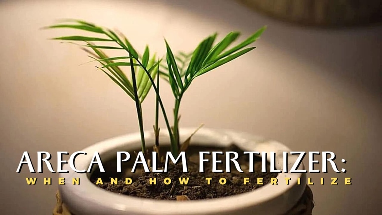 The solution to your Areca palm leaves turning yellow is to fertilize them with a palm fertilizer that has a high potassium content.