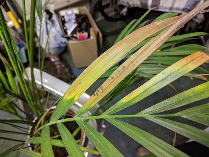 The solution to your Areca palm leaves turning yellow is to figure out what is causing the problem and then taking action to fix it.