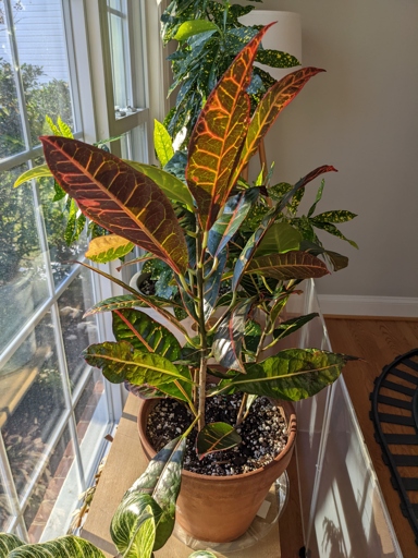 The solution to your croton leaves drooping is to water them deeply and regularly.