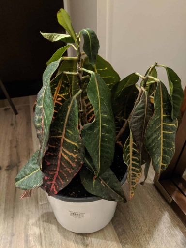 The solution to your drooping croton leaves is to water them deeply and evenly.