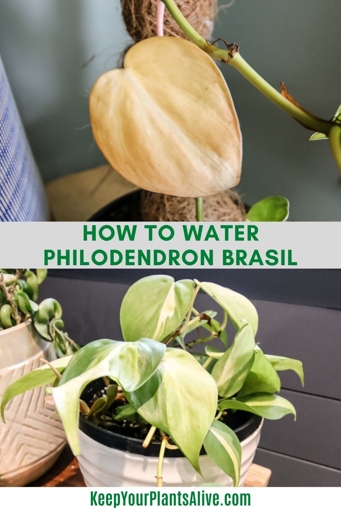 The solution to your philodendron dying may be as simple as giving it more water or moving it to a sunnier spot.