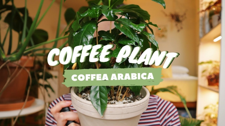 The solutions to coffee plant dropping leaves are to check for pests, water the plant, fertilize the plant, and give the plant some light.