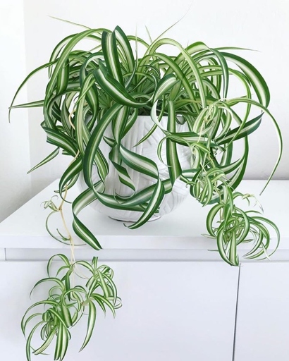 The spider plant does best when it is placed in a window that faces east or west.