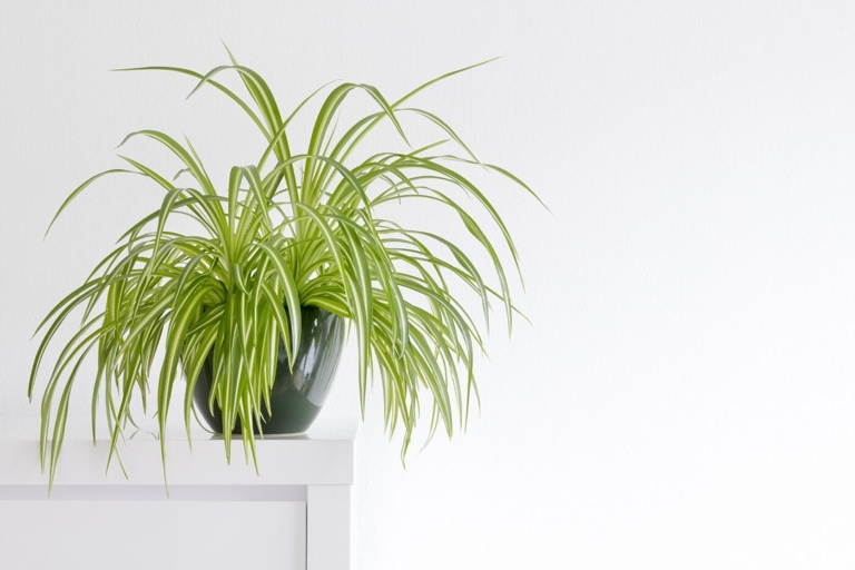 The spider plant is a native of Africa, but it can be found in other parts of the world as well.