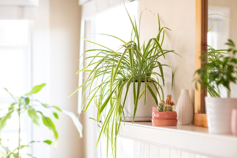 The spider plant is a resilient plant that can bounce back from many different problems.