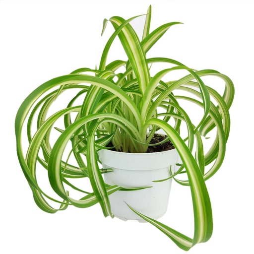The spider plant is a versatile and easy-to-care-for houseplant that can thrive in a wide range of lighting conditions.