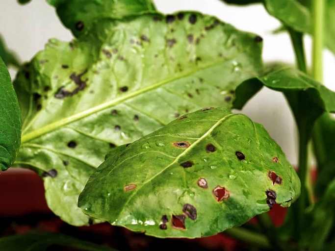 The spots on the leaves of your plant are most likely caused by a fungal infection.