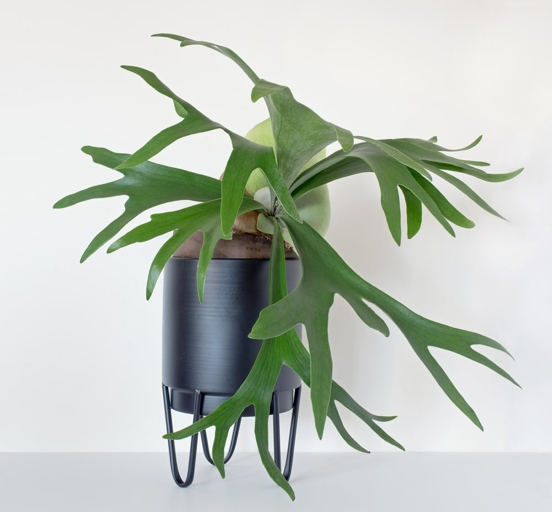 The staghorn fern has soft, delicate leaves that are very sensitive to overwatering.