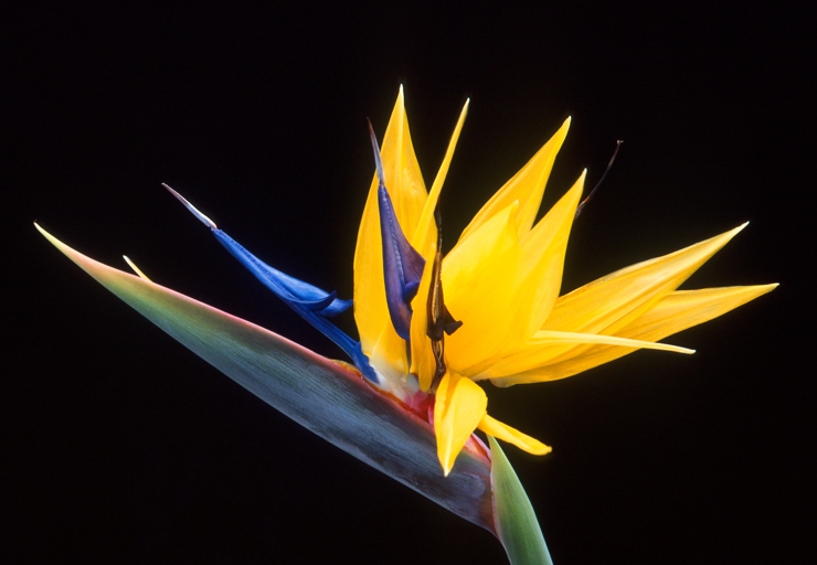 The Strelitzia Nicolai, also known as the Bird of Paradise, is a tropical plant that originates from South Africa.