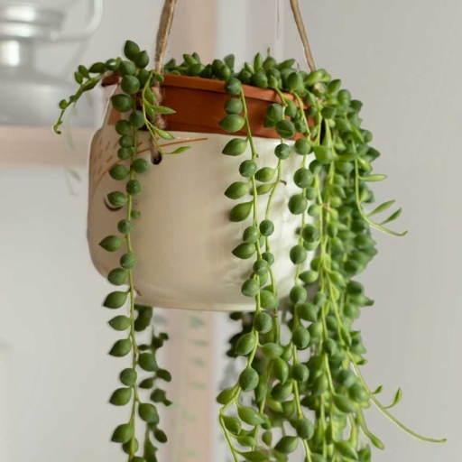 The string of pearls plant is a succulent that is native to Madagascar.